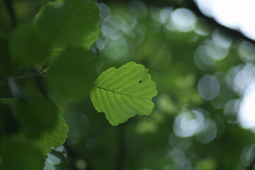 Green leaf on the tree shot from down with bokeh background - obrazy, fototapety, plakaty