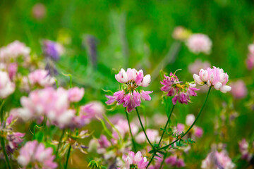 Clover flowers in the field, picnic in nature