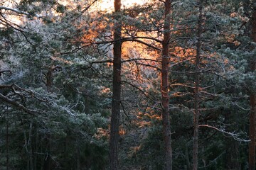 Sunset lights frosty pines orange and golden. The forest looks unreal.