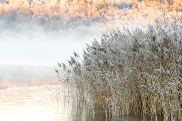 Frosty reeds, calm water, dancing fairies. Beautiful morning at sunrise, dawn, the fog swirls around the early winter landscape. Misty bright background with place for text, copy space.
