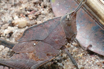 Detailed view of a short-horned lubber grasshopper (Tribo Procolpini) with dark brown color and a length of 6 cm, Amazon rainforest near Manaus, Brazil