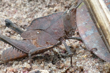 Detailed view of a short-horned lubber grasshopper (Tribo Procolpini) with dark brown color and a length of 6 cm, Amazon rainforest near Manaus, Brazil