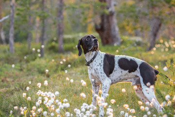 Dog english pointer