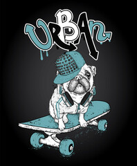 Funny pug on a skateboard. Vector illustration. Pedigree dog. Puppy wearing a headphones.