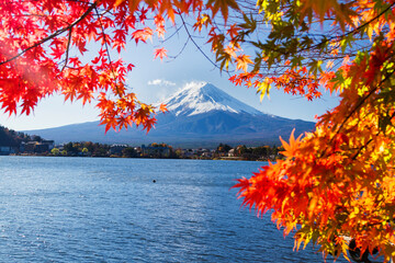 Autumn Season and Mountain Fuji with red leaves at lake Kawaguchiko, Japan. Five Lakes area. View with maple leaves as a frame.