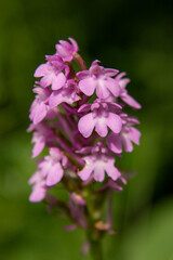 Fototapeta na wymiar Pyramidal Orchid (Anacamptis pyramidalis) close up picture