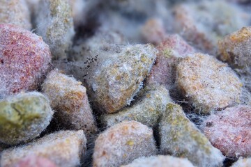 Fiber and spores and animal feed.
