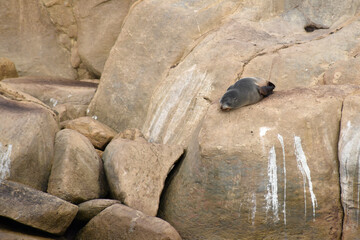 fur seals on the rocks in new zealand
