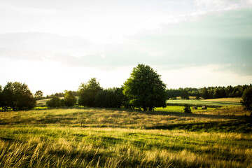 Polish countryside landscape, wallpaper, pasture with trees
