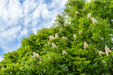 Blooming horse chestnut (Aesculus hippocastanum, chestnut) against blue sky with clouds. Large vertical candles with inflorescences of white flowers on branches with green carved leaves. Spring day.