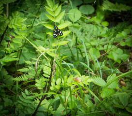 Callimorpha dominula moth observed in the primary Masurian forest  , Callimorpha is a genus of tiger moths in the family Erebidae.