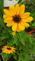 yellow flower