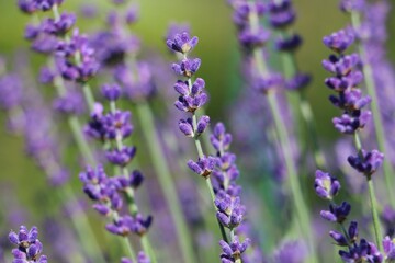 Fototapeta na wymiar close up of beautiful lilac lavender in the garden