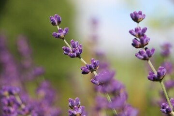 close up of beautiful lilac lavender in the garden