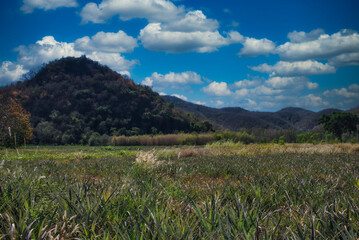 This unique photo shows a beautiful wooded hill and pineapple fields in the foreground. You can also see the slightly cloudy sky very well