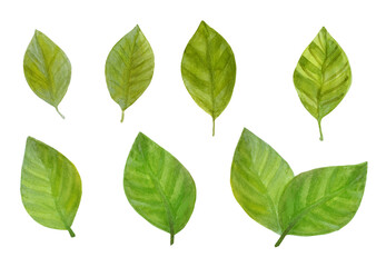 Set of green leaves painted by watercolor. Hand-drawn elements for design isolated on white background.