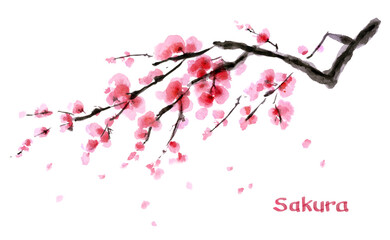 A branch of blooming sakura. Art watercolor. Hand-drawn illustration for greeting cards, posters, stickers and professional design. On a white background.