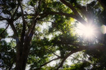 This unique photo shows a huge lush green tree through because the sun's rays are shining. This picture was taken in the jungle of Hua Hin in Thailand