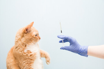 cute red-haired cat on a blue background is waiting for an injection, a hand in a blue rubber...