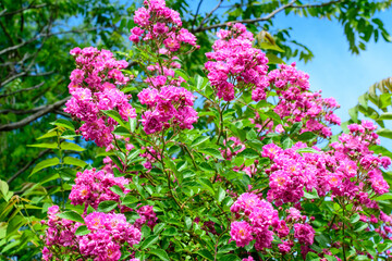 Bush with many delicate vivid pink magenta rose in full bloom and green leaves in a garden in a sunny summer day, beautiful outdoor floral background photographed with soft focus.