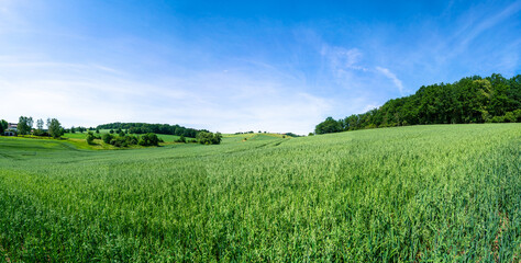 green meadow under the blue sky