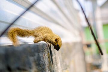 squirrel preparing to jump down