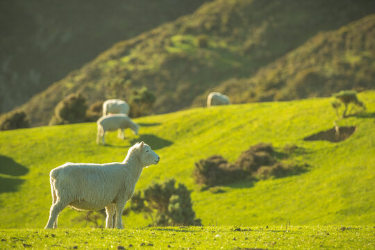sheep on the meadow