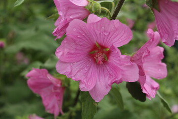 Fototapeta premium after the rain: the flowering of the bush mallow (Lavatera hybrids)
