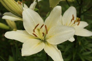 after the rain: the blossom of the white lily (Lilium)