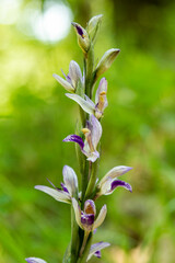 Violet Limodore (Limodorum abortivum) in natural habitat