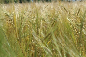 the barley (Hordeum vulgare) just before harvest