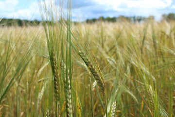 Fototapeta premium the barley (Hordeum vulgare) just before harvest