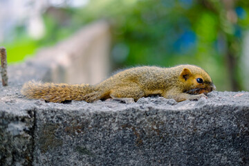 Naklejka na ściany i meble The squirrel is resting on the wall. Squirrel nature view.