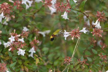 Abelia flowers and hummingbird-like insects