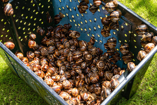 Life hack. Edible Helix pomatia grape snails or Roman snails, Burgundy snails in shells in large plastic container. Gastropod Tasty and healthy food. Delicacy. Selective focus.