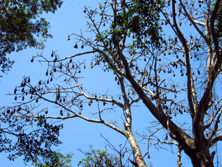 Giant flying foxes resting on a tree branch against a blue sky. Indian Flying Foxes in the rainforest in Sri Lanka