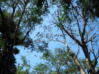 Giant flying foxes resting on a tree branch against a blue sky. Indian Flying Foxes in the rainforest in Sri Lanka