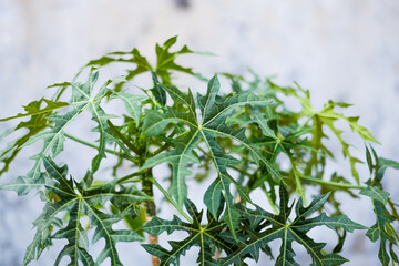 Cnidoscolus aconitifolius or japanese papaya, can be eaten as fresh vegetables on the Asian food.
