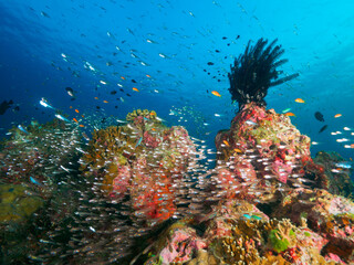 School of Glassfish and feather star © Mayumi.K.Photography