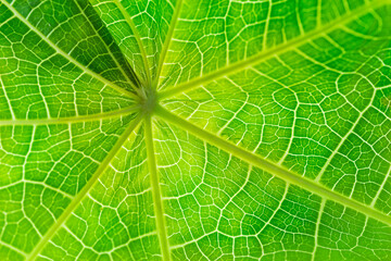 Close up of green leaf texture for pattern and background