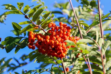 Low angle view on crown of mountain-ash tree (sorbus aucuparia) with red orange pome fruits and green leaves against blue sky - Germany (focus on center) - obrazy, fototapety, plakaty