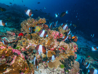 A school of Black Pyramid Butterflyfish at the coral reef © Mayumi.K.Photography