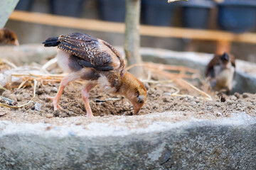 little chicks are looking for food