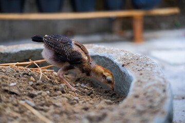 little chicks are looking for food