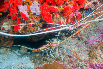Painted spiny lobsters under the rock