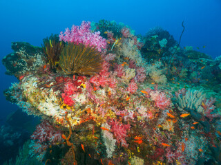 Colorful soft corals and feather stars © Mayumi.K.Photography