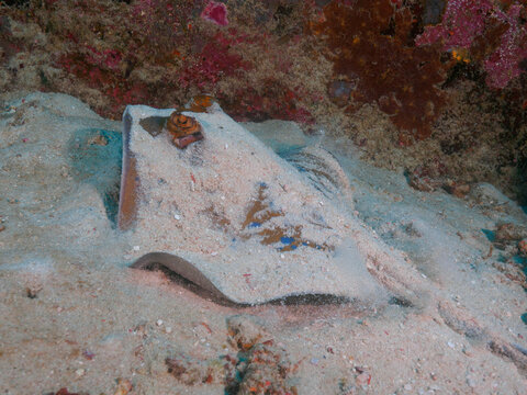 Kuhl's stingray hiding in the sand bottom