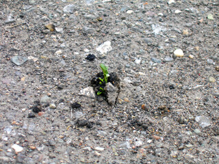 Growth sprout making its way through asphalt