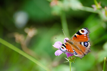 peacock eye butterfly sucks nectar on thyme, sunny day