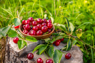 Pile of ripe cherries